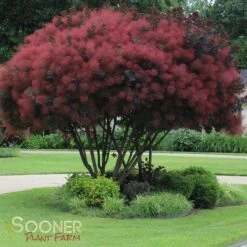 ROYAL PURPLE SMOKETREE 7 ROYAL PURPLE SMOKETREE -NatureScape Shop DETA 436