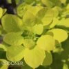 GOLDEN SPIRIT SMOKETREE -NatureScape Shop DETA 437