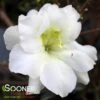 PERFECTO MUNDO® DOUBLE WHITE AZALEA 1 PERFECTO MUNDO® DOUBLE WHITE AZALEA -NatureScape Shop DETA 4432