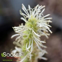 LEGEND OF THE SMALL® WITCH ALDER