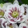 WEDDING PARTY® CONFETTI CAKE LENTEN ROSE -NatureScape Shop DETA 4479