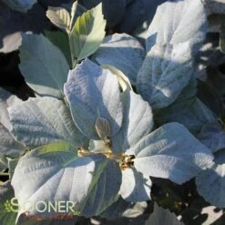 BLUE SHADOW WITCH ALDER -NatureScape Shop DETA 452