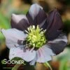 HONEYMOON® NEW YORK NIGHT LENTEN ROSE -NatureScape Shop DETA 4604