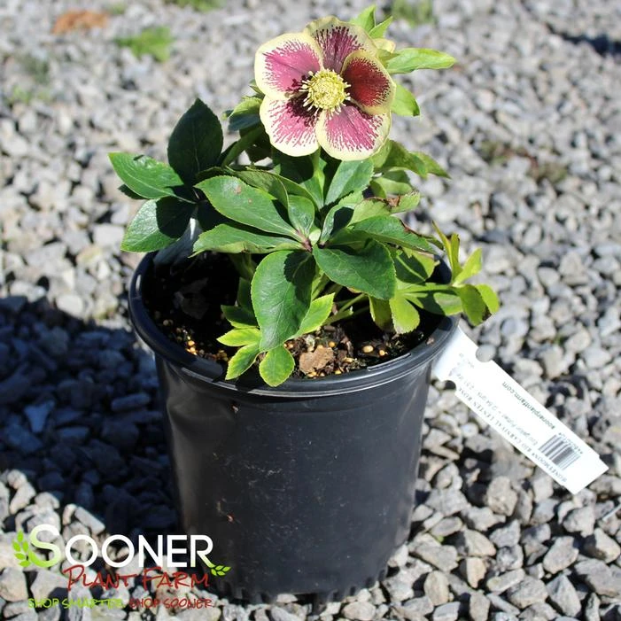 HONEYMOON® RIO CARNIVAL LENTEN ROSE 3 HONEYMOON® RIO CARNIVAL LENTEN ROSE