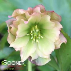 WEDDING PARTY® MOTHER OF THE BRIDE LENTEN ROSE 7 WEDDING PARTY® MOTHER OF THE BRIDE LENTEN ROSE -NatureScape Shop DETA 4606