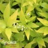 CHARDONNAY PEARLS® DEUTZIA -NatureScape Shop DETA 462