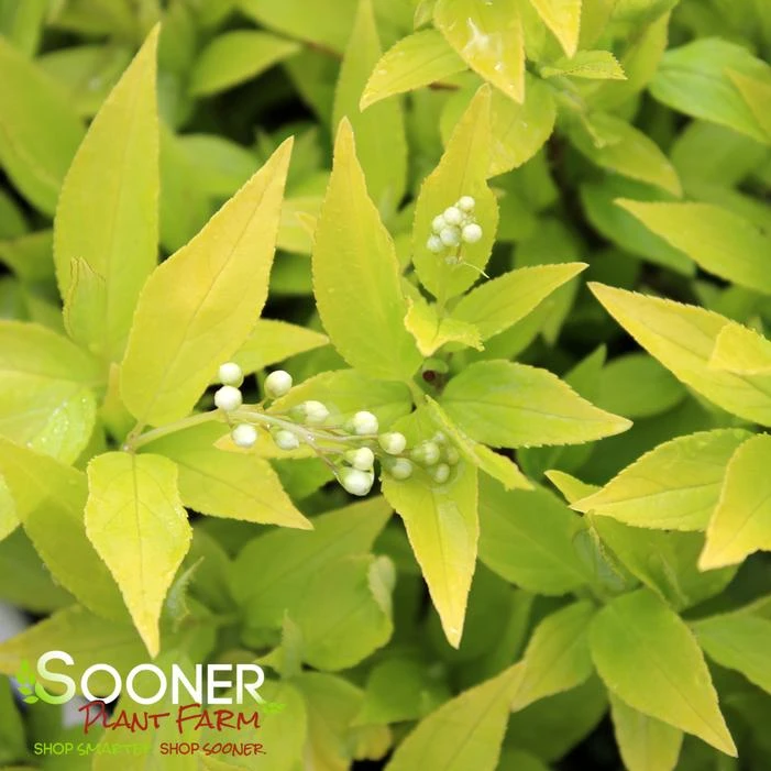 CHARDONNAY PEARLS® DEUTZIA 3 CHARDONNAY PEARLS® DEUTZIA