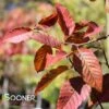 FIRE BELLE AMERICAN HORNBEAM 2 FIRE BELLE AMERICAN HORNBEAM -NatureScape Shop DETA 4631
