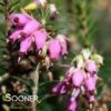 PIRBRIGHT ROSE HEATHER 1 PIRBRIGHT ROSE HEATHER -NatureScape Shop DETA 4642