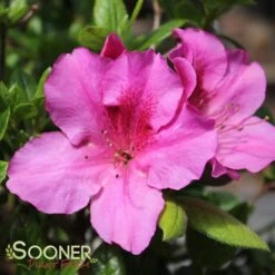 AUTUMN ROYALTY® ENCORE® AZALEA 7 AUTUMN ROYALTY® ENCORE® AZALEA -NatureScape Shop DETA 467