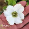 SUPER PRINCESS DOGWOOD 2 SUPER PRINCESS DOGWOOD -NatureScape Shop DETA 4699