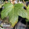 GREEN MOUNTAIN SUGAR MAPLE -NatureScape Shop DETA 4739
