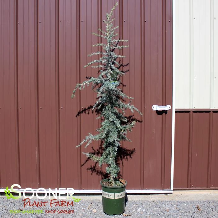 KARL FUCHS DEODAR CEDAR 3 KARL FUCHS DEODAR CEDAR