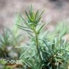BLUE ANGEL CEDAR OF LEBANON -NatureScape Shop DETA 4758