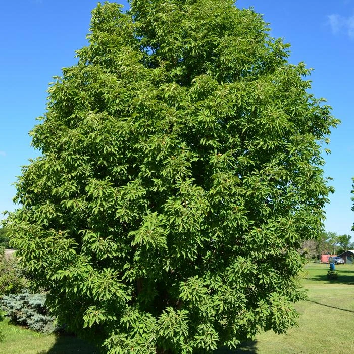 LAVABURST® OHIO BUCKEYE 6 LAVABURST® OHIO BUCKEYE - Image 4