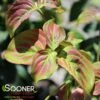 SATOMI KOUSA DOGWOOD 2 SATOMI KOUSA DOGWOOD -NatureScape Shop DETA 4792
