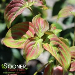 SATOMI KOUSA DOGWOOD