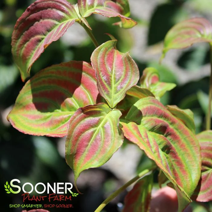 SATOMI KOUSA DOGWOOD 3 SATOMI KOUSA DOGWOOD