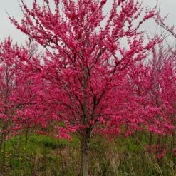 TENNESSEE PINK REDBUD -NatureScape Shop DETA 4802