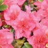 PERFECTO MUNDO® EPIC CORAL® AZALEA -NatureScape Shop DETA 4829