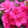 PERFECTO MUNDO® EPIC PINK® AZALEA -NatureScape Shop DETA 4830