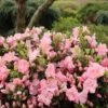 PERFECTO MUNDO® PINK CARPET® AZALEA 2 PERFECTO MUNDO® PINK CARPET® AZALEA -NatureScape Shop DETA 4831