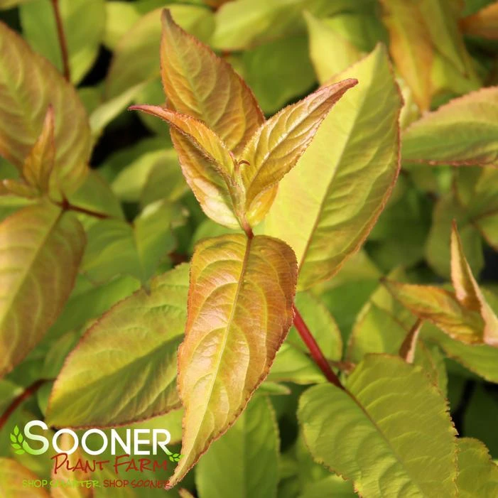 KODIAK® FRESH® BUSH HONEYSUCKLE 4 KODIAK® FRESH® BUSH HONEYSUCKLE - Image 2