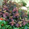 MIDNIGHT SUN® WEIGELA -NatureScape Shop DETA 4855