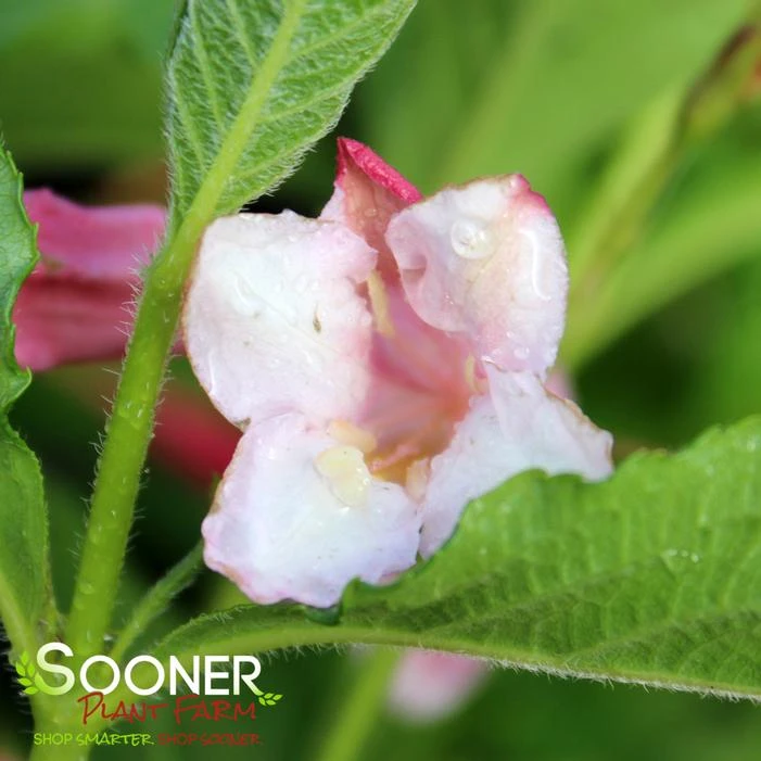 SONIC BLOOM® PURE PINK WEIGELA 3 SONIC BLOOM® PURE PINK WEIGELA