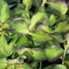 VINHO VERDE™ WEIGELA -NatureScape Shop DETA 4857