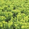 YEWTOPIA® JAPANESE PLUM YEW 1 YEWTOPIA® JAPANESE PLUM YEW -NatureScape Shop DETA 4861