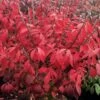 LITTLE MOSES™ DWARF BURNING BUSH -NatureScape Shop DETA 4862