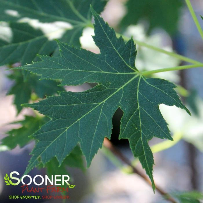 CELEBRATION® MAPLE 3 CELEBRATION® MAPLE