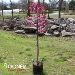 SHOW TIME™ CRABAPPLE 7 SHOW TIME™ CRABAPPLE -NatureScape Shop DETA 4906