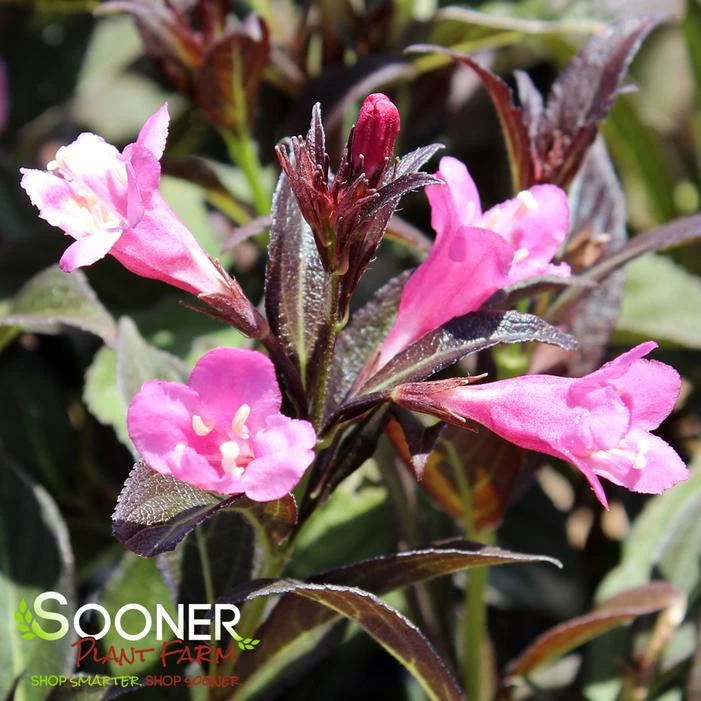 STUNNER™ WEIGELA 4 STUNNER™ WEIGELA - Image 2
