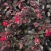 PURPLE DAYDREAM® DWARF LOROPETALUM -NatureScape Shop DETA 4992
