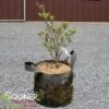 LITTLE PONCHO DWARF KOUSA DOGWOOD -NatureScape Shop DETA 5010