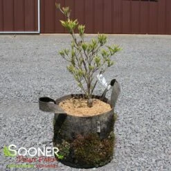 LITTLE PONCHO DWARF KOUSA DOGWOOD