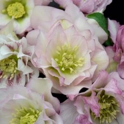 WEDDING PARTY® FLOWER GIRL LENTEN ROSE 7 WEDDING PARTY® FLOWER GIRL LENTEN ROSE -NatureScape Shop DETA 5060