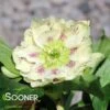WEDDING PARTY® SHOTGUN WEDDING LENTEN ROSE -NatureScape Shop DETA 5066