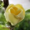 YELLOW BIRD MAGNOLIA -NatureScape Shop DETA 5086