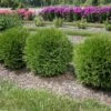PLANET EARTH® ARBORVITAE -NatureScape Shop DETA 5093