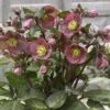 FROSTKISS® PIPPA'S PURPLE LENTEN ROSE 1 FROSTKISS® PIPPA'S PURPLE LENTEN ROSE -NatureScape Shop DETA 5130
