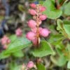 PINKY PROMISE™ SNOWBERRY -NatureScape Shop DETA 5173