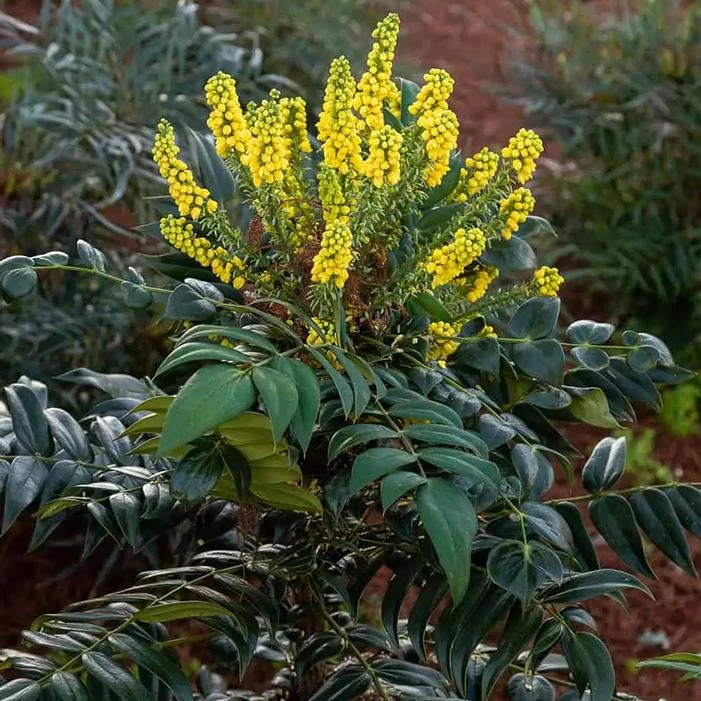 MARVEL MAHONIA 5 MARVEL MAHONIA - Image 3