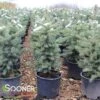 COLORADO BLUE SPRUCE 2 COLORADO BLUE SPRUCE -NatureScape Shop DETA 5186