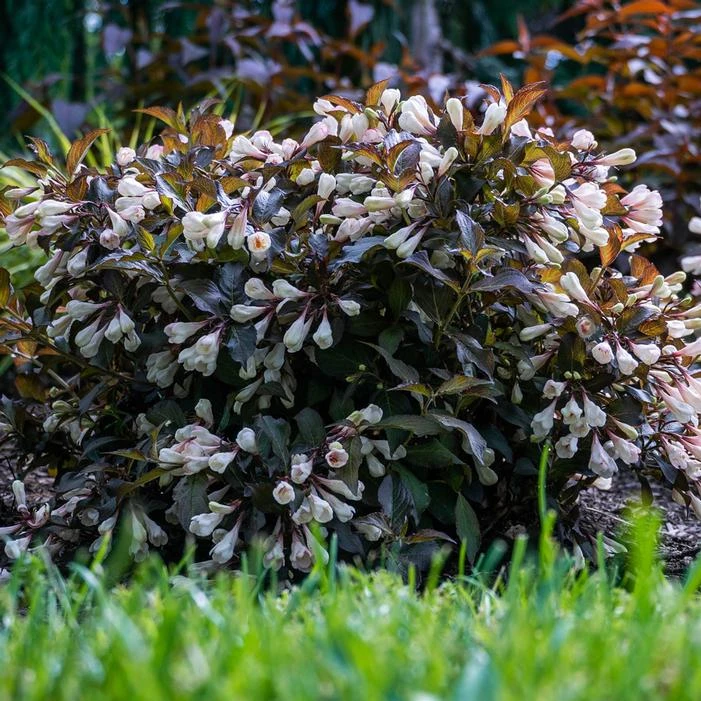 Front Page -NatureScape Shop DETA 5195