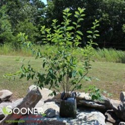 PRINCESS DIANA SERVICEBERRY 7 PRINCESS DIANA SERVICEBERRY -NatureScape Shop DETA 5220