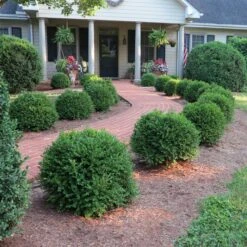NEWGEN® INDEPENDENCE™ BOXWOOD -NatureScape Shop DETA 5225