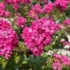 GREATMYRTLE™ CHERRY DELIGHT CRAPEMYRTLE 1 GREATMYRTLE™ CHERRY DELIGHT CRAPEMYRTLE -NatureScape Shop DETA 5237